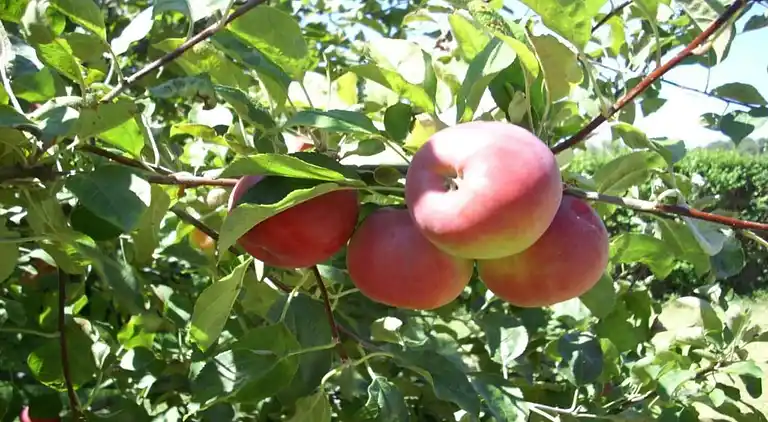 Holiday home in Haut-Fays