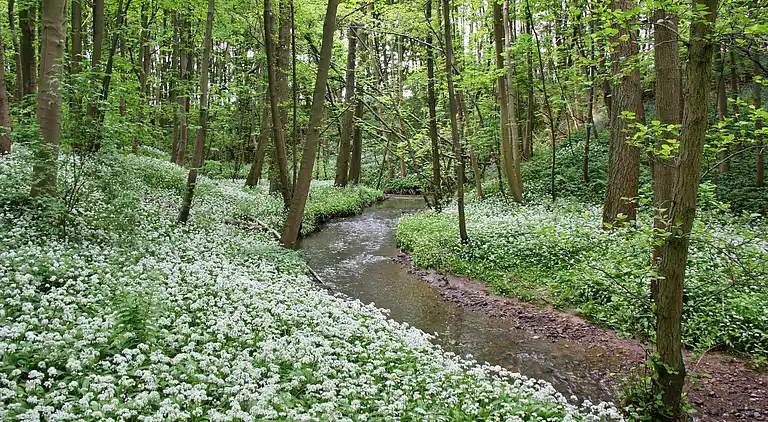 Cottage in Great Ayton