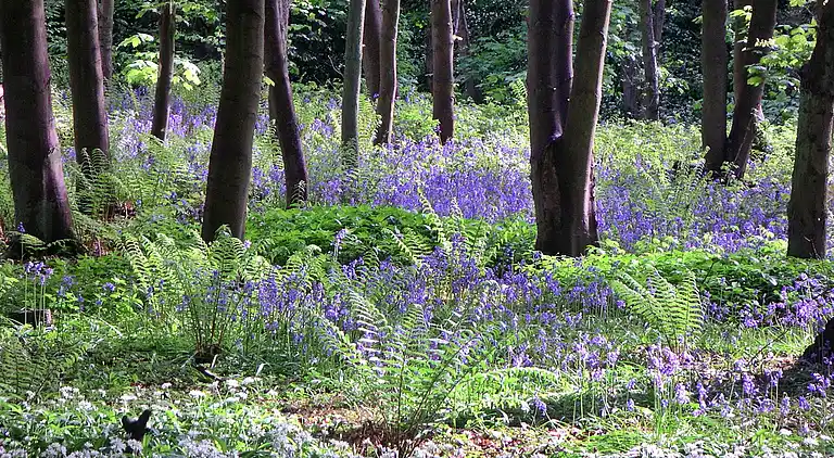 Cottage in Great Ayton