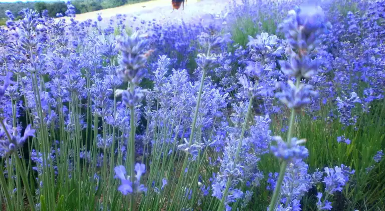 Ajda Lavendel-Wohnung in Mutilić, Kroatien – Apartment mit 2
