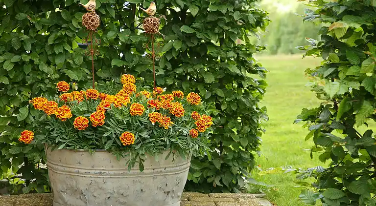 Farm house in Wijlre