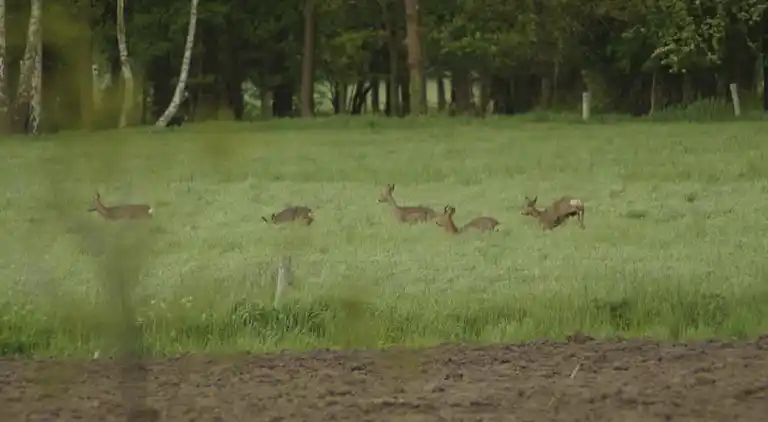 Gårdhus i Geesteren