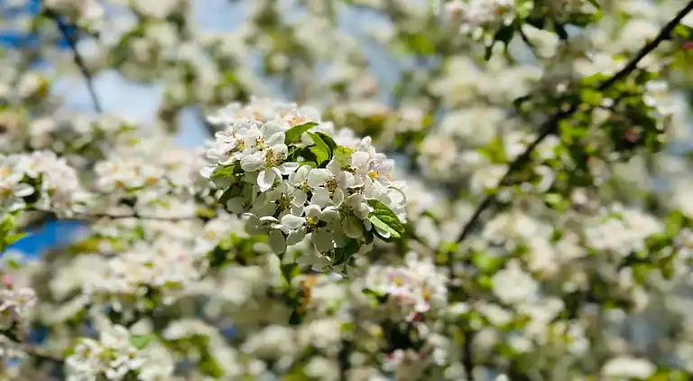 Gårdhus i Geesteren