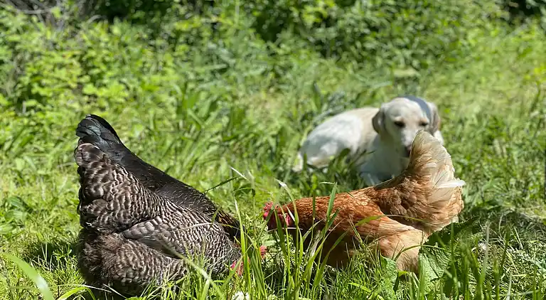 Ferielejlighed i Saal