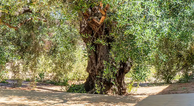 Holiday Home Olivera