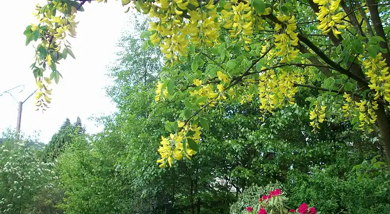 Cottage in Francorchamps
