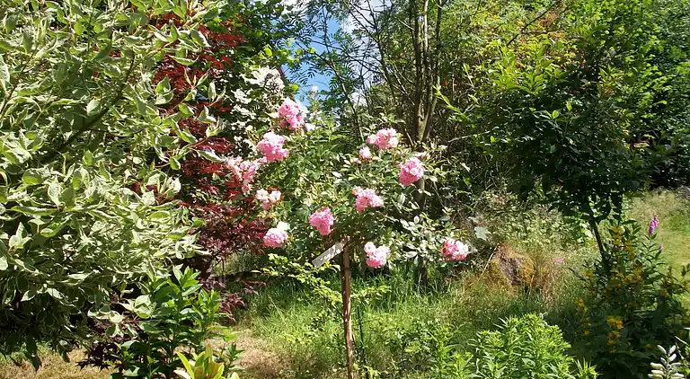 Cottage in Francorchamps