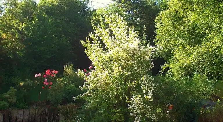 Cottage in Francorchamps