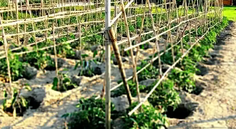 Ferielejlighed i Gatteo A Mare