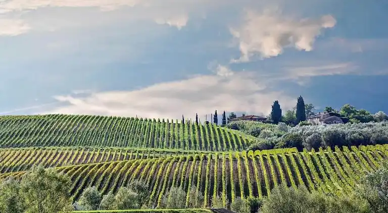 Farm house in Terricciola