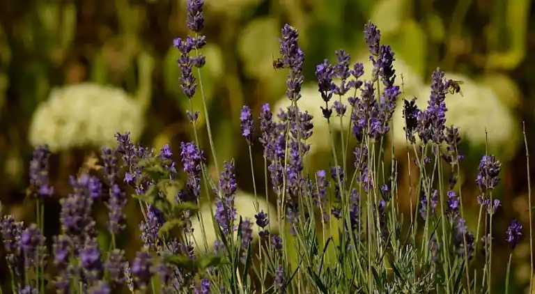 Apartment in Deidenberg