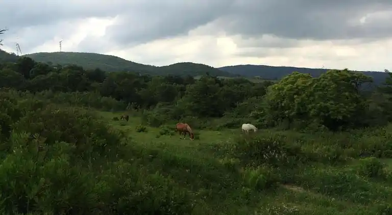 Leilighet i Lajatico