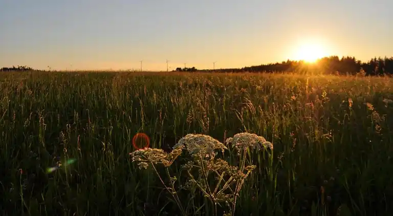 Apartment in Meisdorf