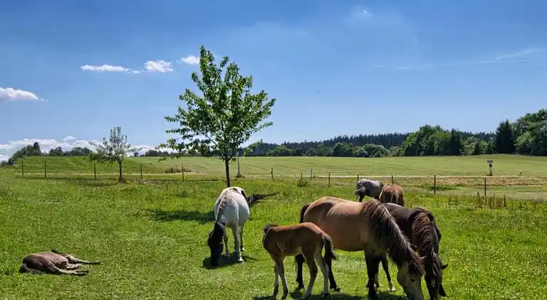 Apartment in Meisdorf
