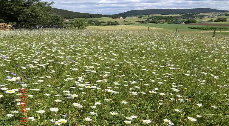 Apartment in Meisdorf