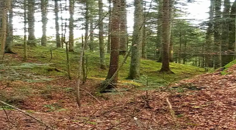 Apartment in Meisdorf