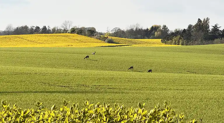 Skønt sommerhus med plads til 8 pers. og 2 hunde