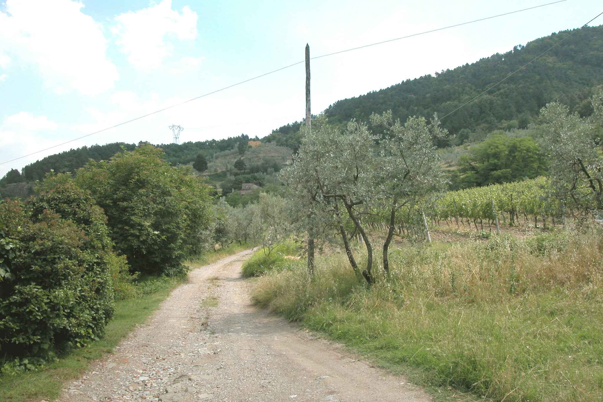 Large Image
