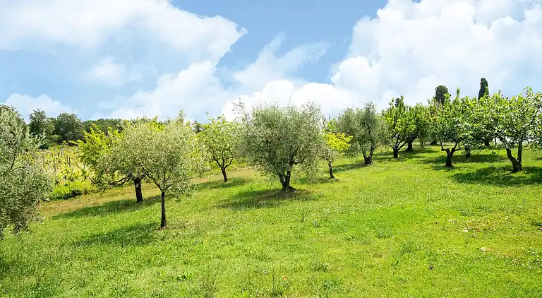 Farm house in Collesalvetti