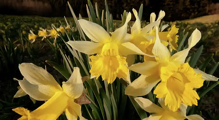 Holiday home in Büllingen