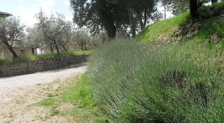 Gårdhus i Villa del Marchese