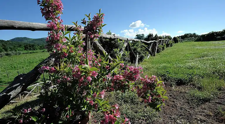 Farm house in Sorano
