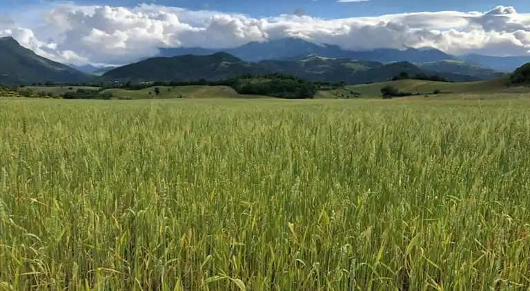 Sommerhus i Cossignano