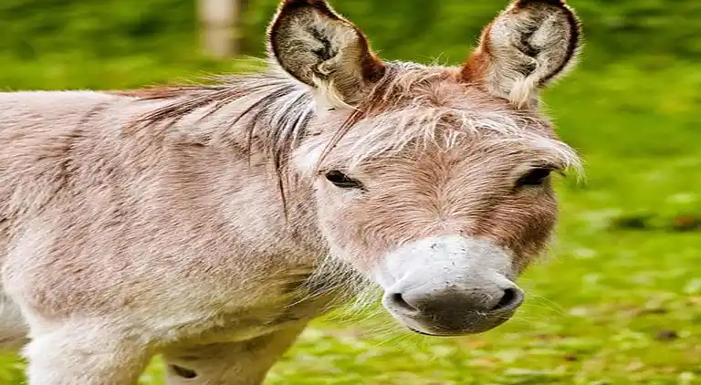 Leilighet i Wehrstapel