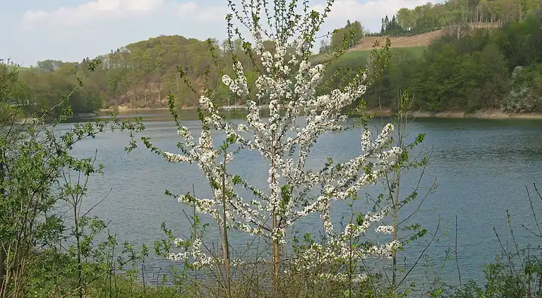 Sommerhus i Feriendorf Hennesee