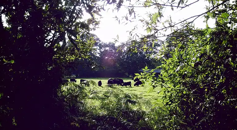 Gårdhus i Langlingen