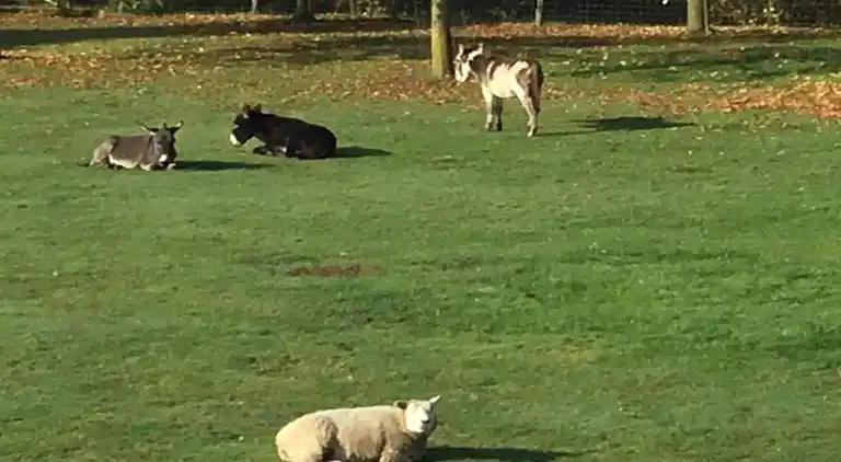 Holiday home in Cul-des-Sarts