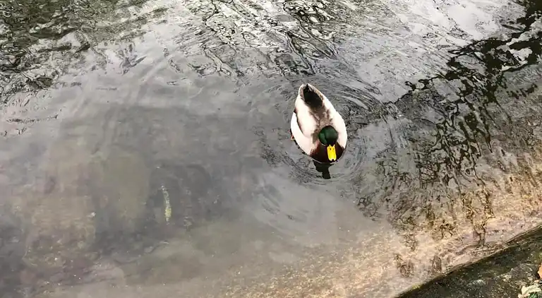 Sommerhus i Lesterny