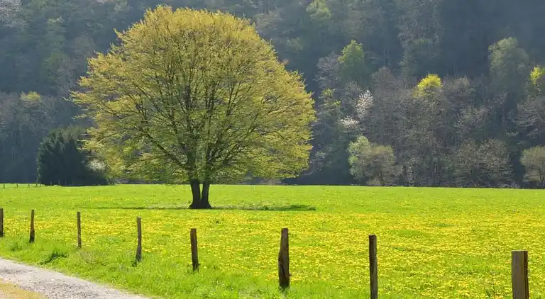 Sommerhus i Lesterny