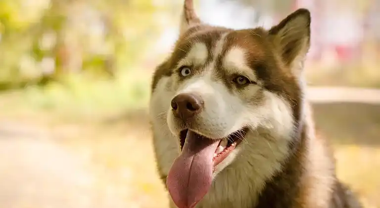 Herregård i San Feliciano