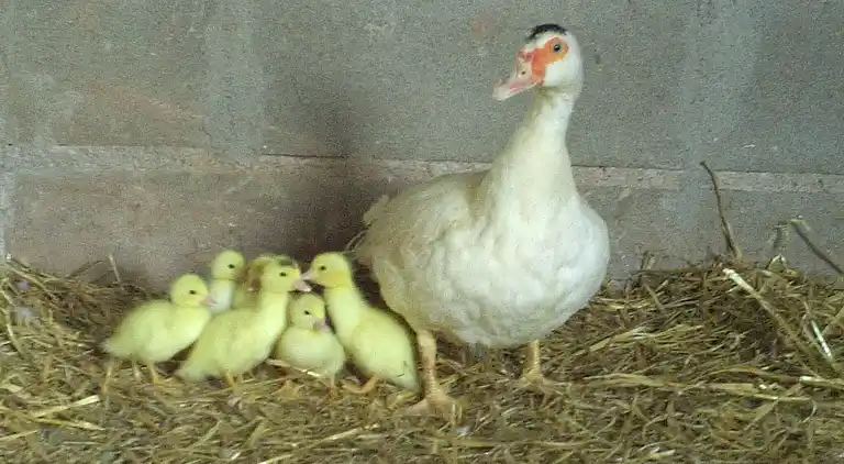 Hytte i Sant Salvador de Guardiola