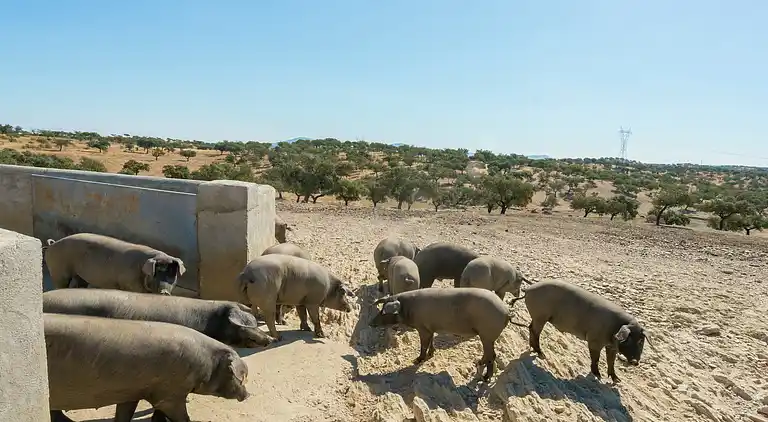 Holiday home in Herrera de Alcántara