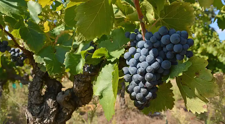 Villa in Languedoc-Roussillon