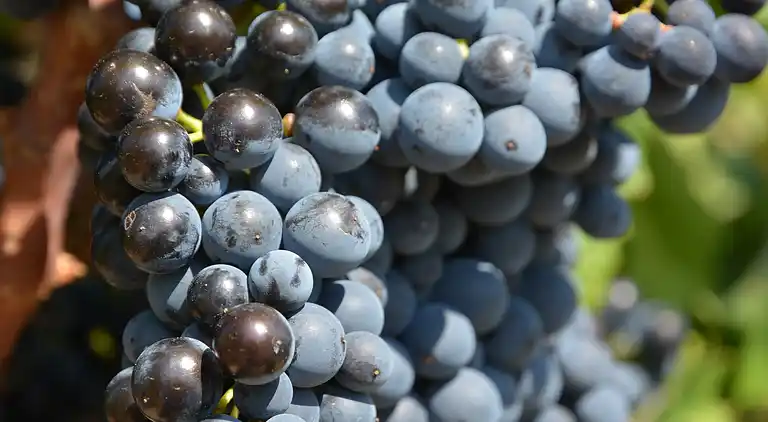 Villa in Languedoc-Roussillon