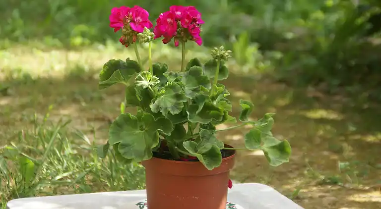 Holiday home in Contes