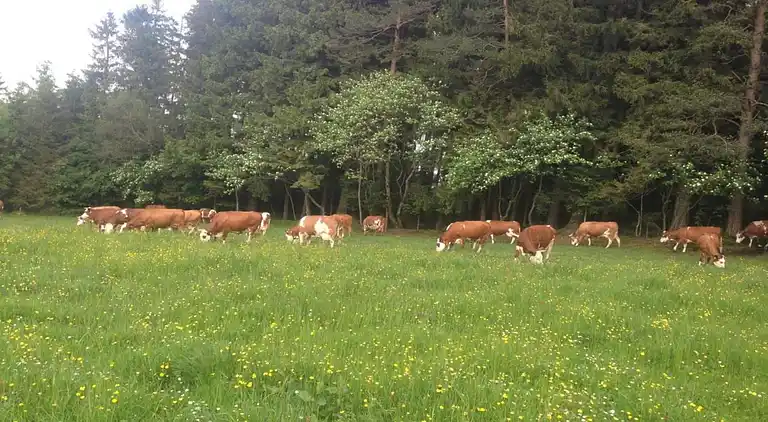 Ferienhaus in Langenschiltach