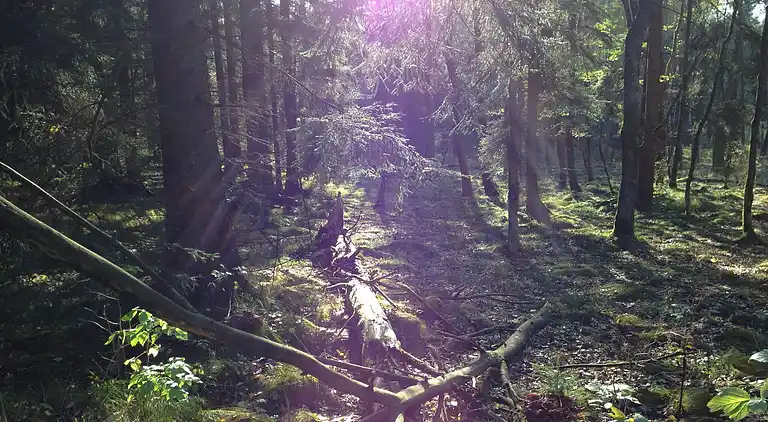 Sommerhus i Altersbach