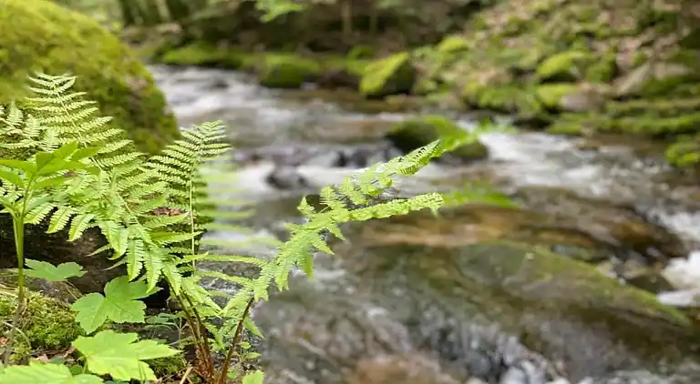 Ferielejlighed i Kniebis