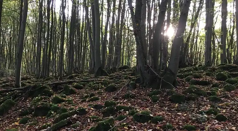 Ferienwohnung in Ellar