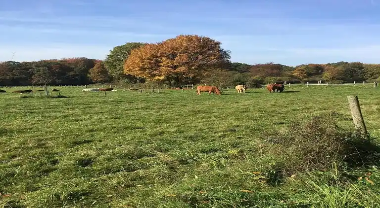 Ferienwohnung in Ellar