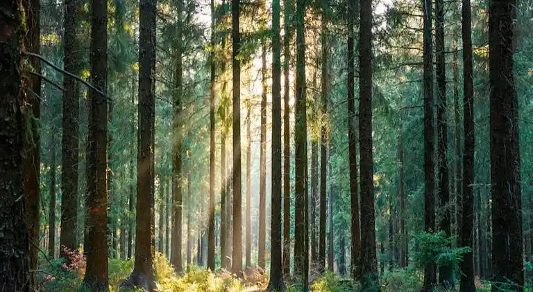 Ferielejlighed i Kniebis