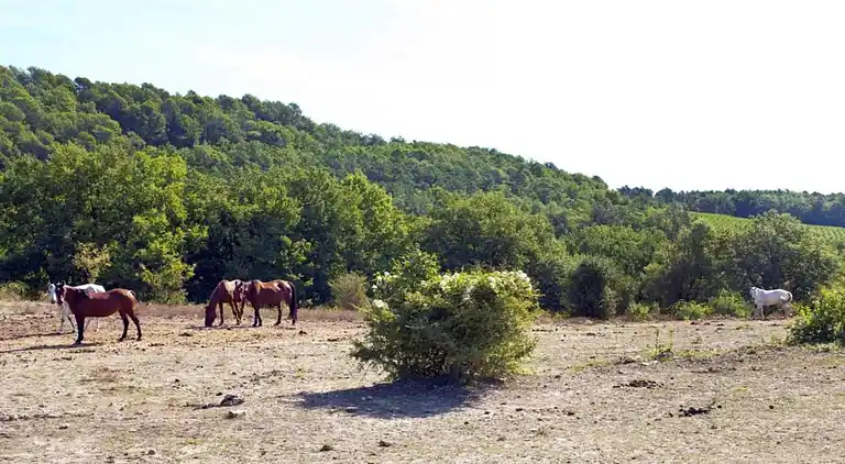 Holiday home in Fayence