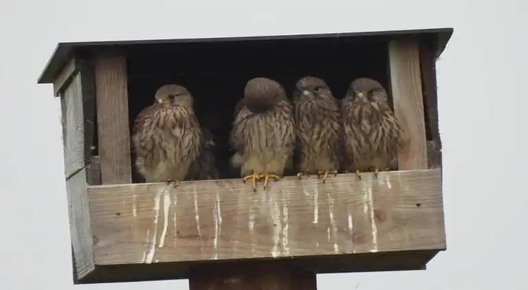 Manor house in Valkenswaard