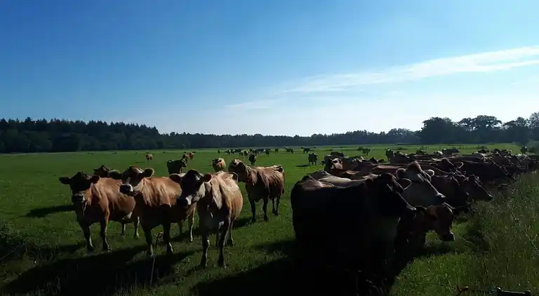 Semesterbostad i Dalfsen