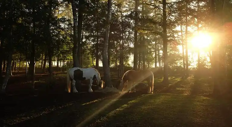 Holiday home in Dalfsen