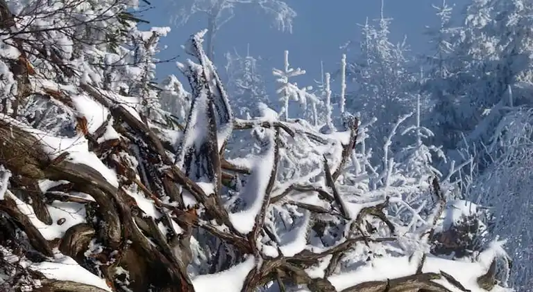 Ferienwohnung in Schwarzwald